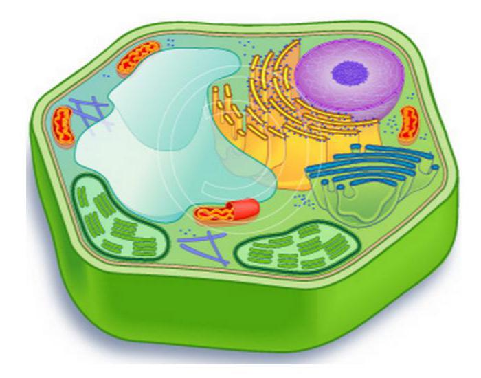 што такое клетка біялогія