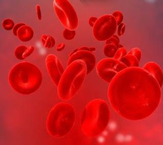 das Gestiegene Volumen der roten Blutkörperchen