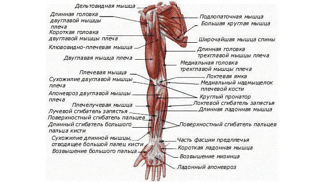 解剖的肌肉系统的手