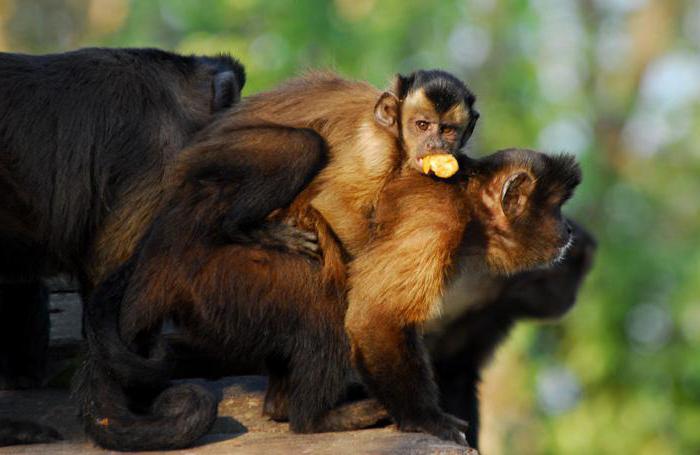 marrom capuchinhos