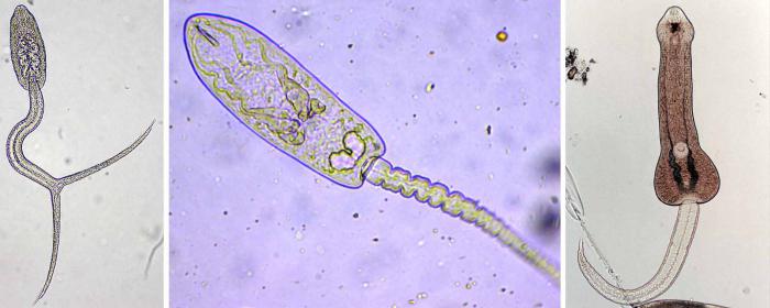 parasitário worm