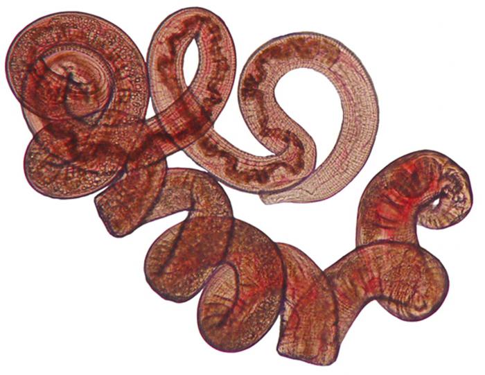 parasitário redonda worm