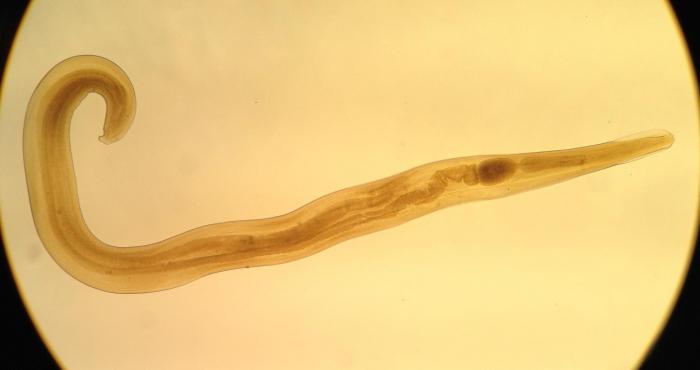 the fight against parasitic worms