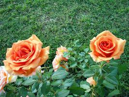 la rosa de ashram