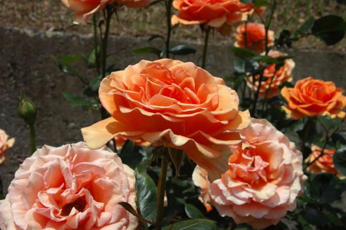 la rosa de ashram de la descripción de la