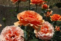 Чайно-гібридна троянда Ашрам