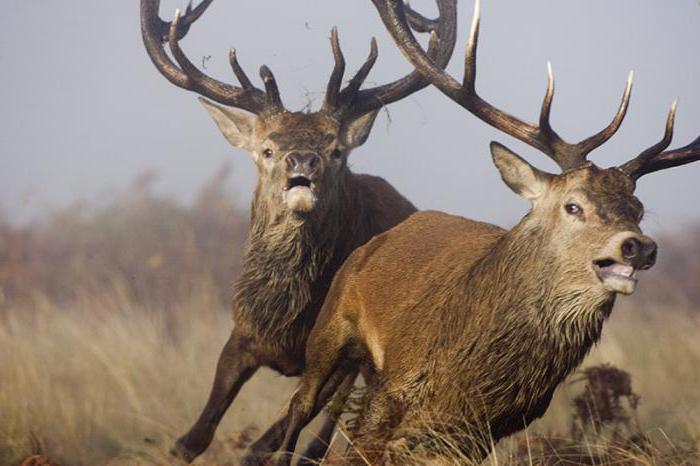 Why buy elk antler