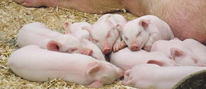 diarrhea pigs piglets feed treatment causes pig appetite eat