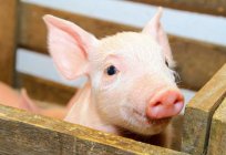 猪腹泻：原因和治疗。 什么喂猪