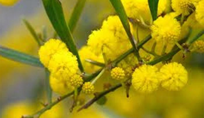 where growing Mimosa yellow