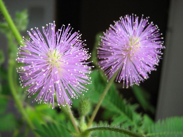 Mimosa flower where it grows