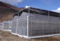The greenhouse is reinforced polycarbonate: photos, reviews, build