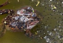 再生生物是什么？ 定义和实例再生的性质