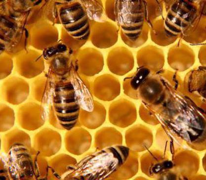 глікемічний індекс меду і цукру