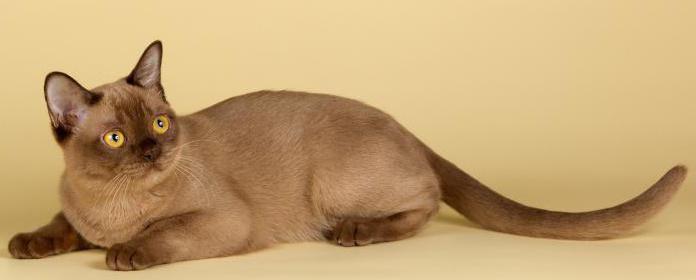 бурманская котка цана