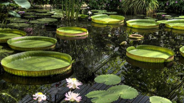 Kew gardens, लंदन में