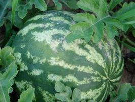 watermelon cultivation and maintenance