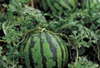Wassermelone: Anbau und Pflege auf dem Lande
