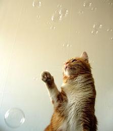 bolhas de sabão também brinquedos para gatos