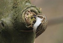 De ordinário treecreeper. O pássaro treecreeper: descrição, estilo de vida, a reprodução e a alimentação
