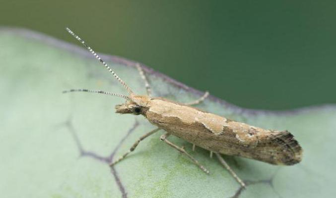 Diamondback moth