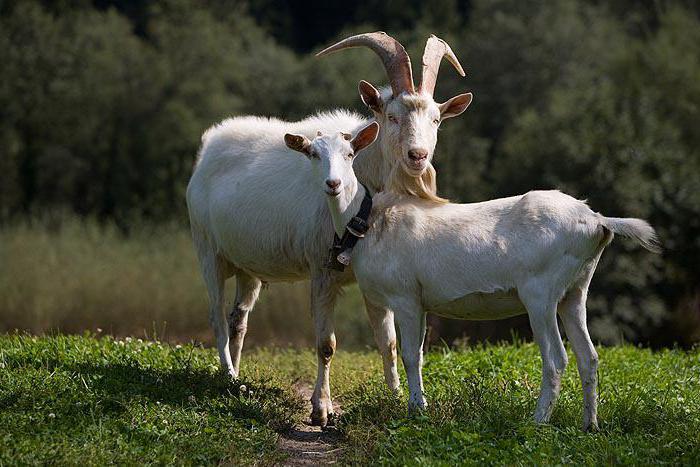 mating of the goat with the goat