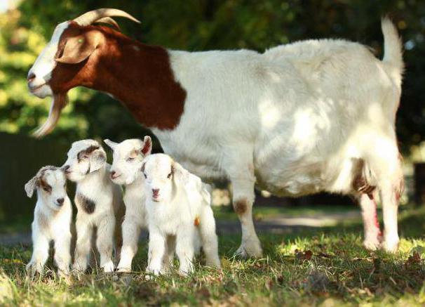 first mating goats