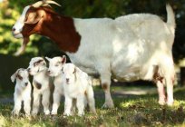 How is the mating of goats? The features of the process and valuable tips