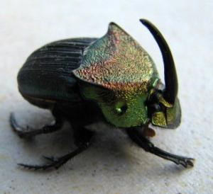 dream interpretation beetle