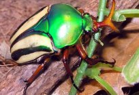 Korkunç bir müjde taşır, rüya yorumu: beetle - bu... ne için?