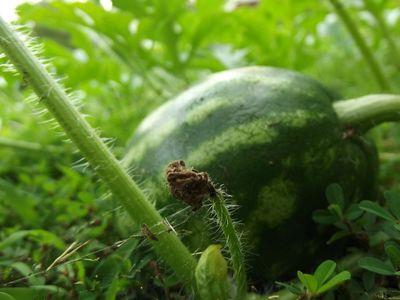 البطيخ تنمو في الممر الأوسط
