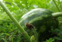 Wassermelone: der Anbau in der mittleren Spur mit der Beachtung der Agrartechnik