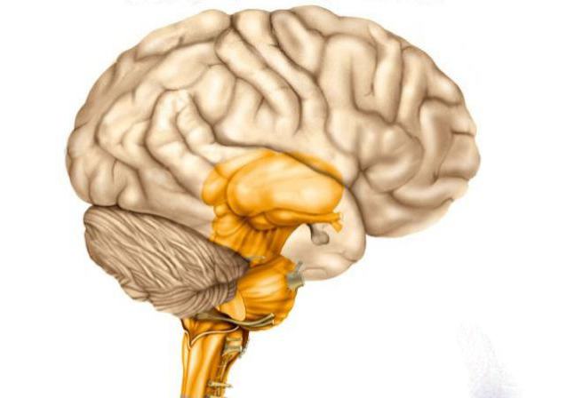 12 par nerwów czaszkowych, neurologia