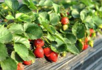 Welche Träume beet mit Gurken oder Erdbeeren: die Interpretation der Quellen