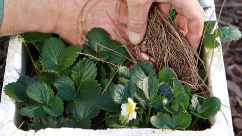 Caring for strawberries in early spring