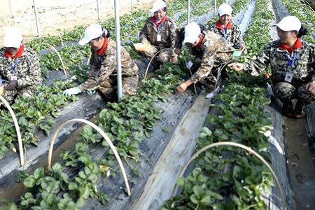 What to do with strawberries in the spring