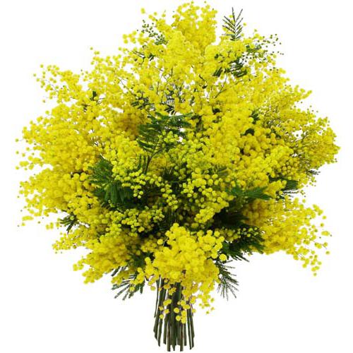 can I preserve a bouquet of Mimosa