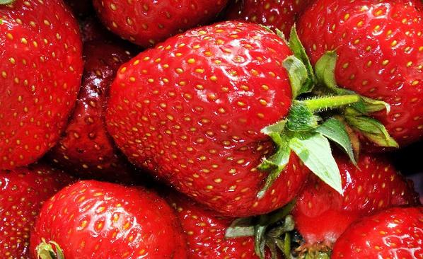 behandeln als die Erdbeeren vor Krankheiten