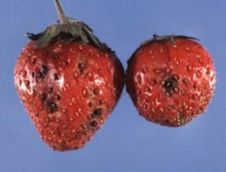 疾病的草莓的照片