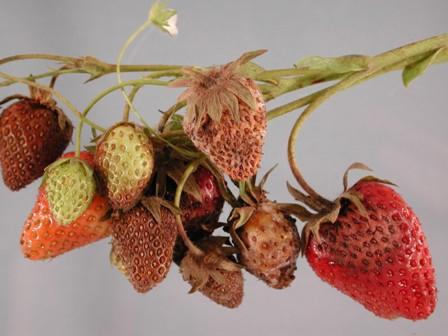 diseases of strawberries and their treatment: leathery rot