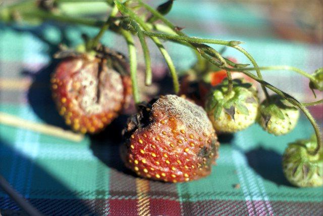 Disease of strawberries in pictures: grey rot