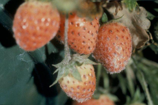 疾病的草莓在图片：白粉病