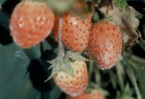最常见的疾病的草莓和他们的治疗