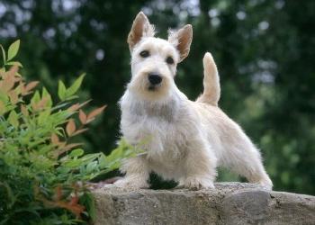 terrier species