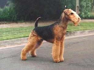 terriers types of photos