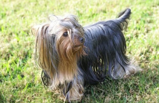 types of Yorkshire terriers