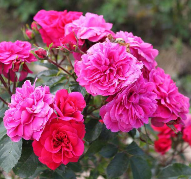 Rose Sangria