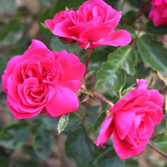 Троянда сангрія фото і опис