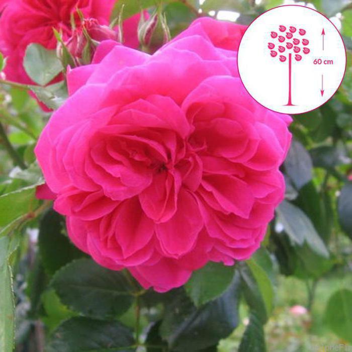 Sangria rose yorumları