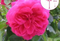 Róża Sangria: zdjęcia i opis